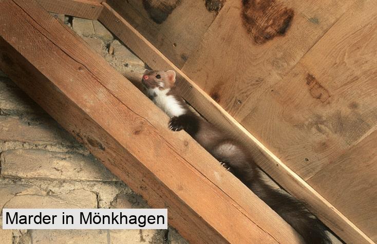 Marder in Mönkhagen